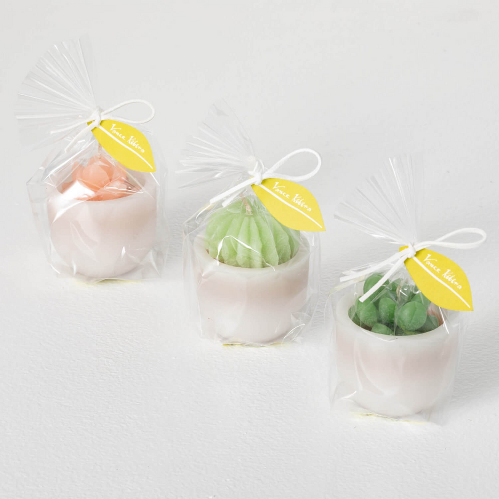 Vance Kitira Succulent Candles