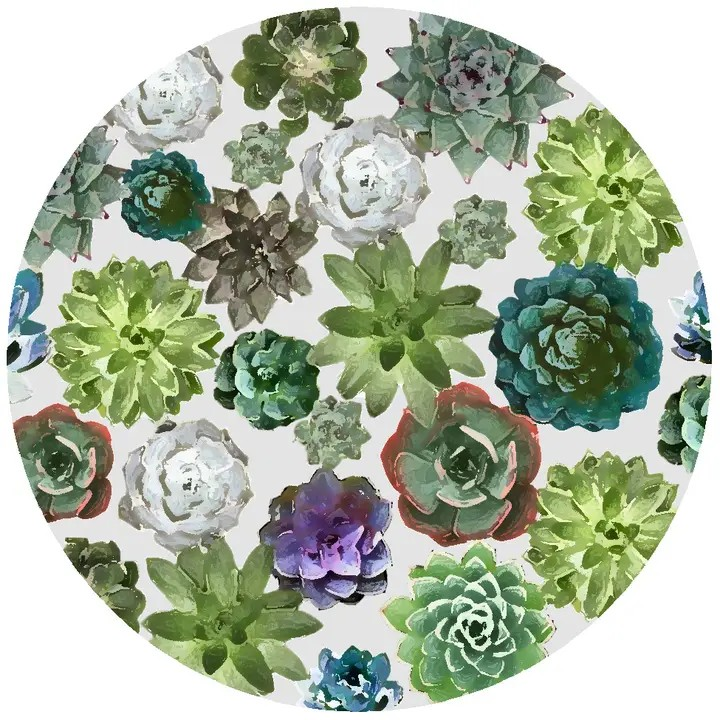 Succulant - Jar Opener