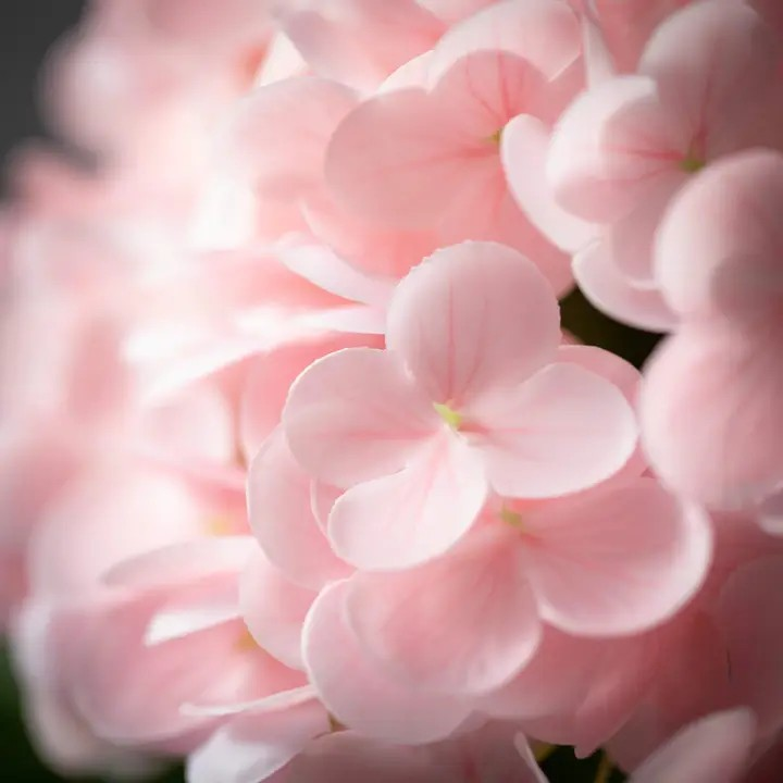 Fresh Cut Hydrangea Spray Pink