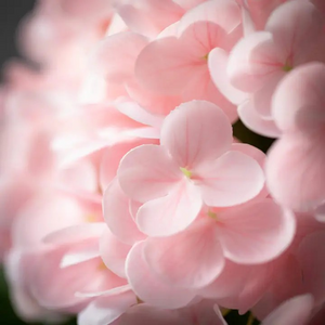 Fresh Cut Hydrangea Spray Pink