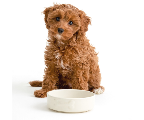 Mason Cash Cream Dog Bowl 5.9", 17oz