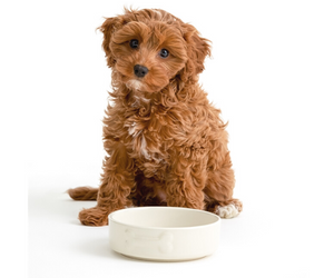 Mason Cash Cream Dog Bowl 5.9", 17oz