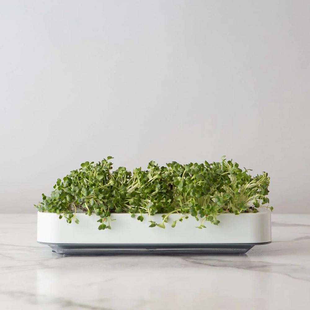 Chef'n Microgreens Micro Greens Grower