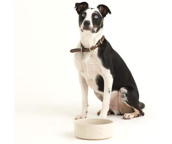 Mason Cash Cream Dog Bowl 8", 50.7 Large